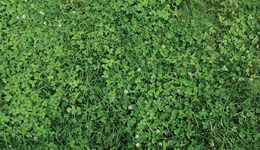 Animal feed value of multispecies and clover-based swards